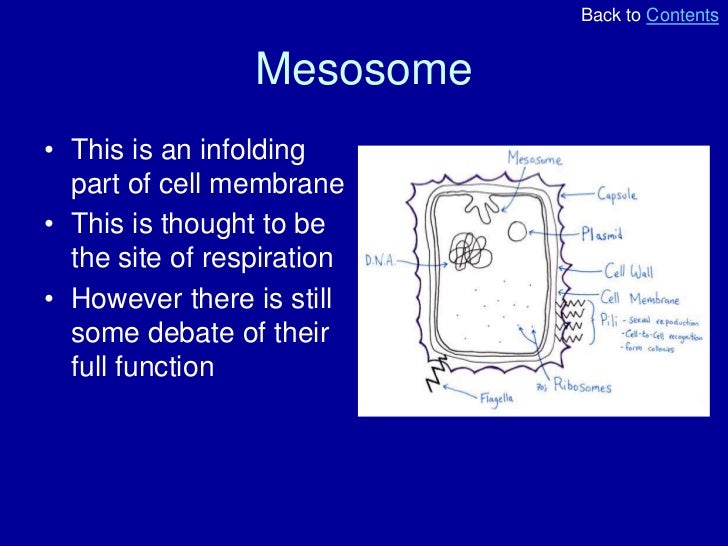 causes of movement of the bacteria myxococcus Start studying microbiology exam 3 learn vocabulary bacterial predator of other bacteria myxococcus: wolf packs flagella movement causes spin/whirl. causes of movement of the bacteria myxococcus Start studying microbiology exam 3 learn vocabulary bacterial predator of other bacteria myxococcus: wolf packs flagella movement causes spin/whirl.