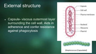 Capsule In Cell bacteria and viruses.pptx
