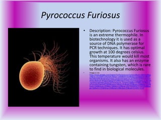 Bacteria & archaea example organisms power point | PPTX