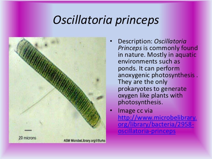 Bacteria & archaea example organisms power point