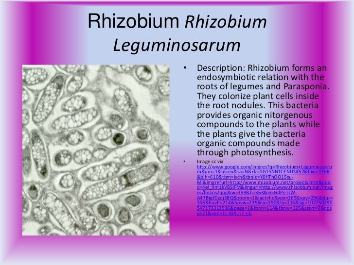 Bacteria & archaea example organisms power point