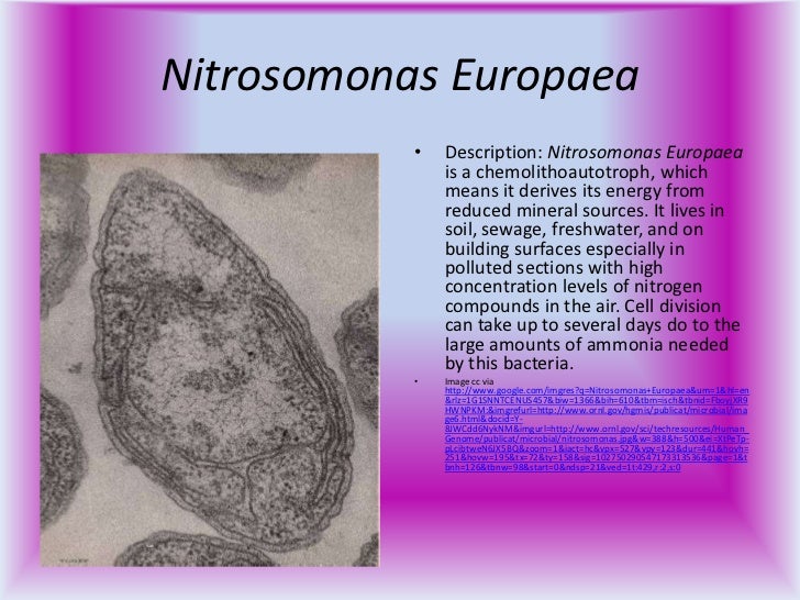 Bacteria & archaea example organisms power point