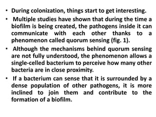 • During colonization, things start to get interesting.
• Multiple studies have shown that during the time a
  biofilm is being created, the pathogens inside it can
  communicate with each other thanks to a
  phenomenon called quorum sensing (fig. 1).
• Although the mechanisms behind quorum sensing
  are not fully understood, the phenomenon allows a
  single-celled bacterium to perceive how many other
  bacteria are in close proximity.
• If a bacterium can sense that it is surrounded by a
  dense population of other pathogens, it is more
  inclined to join them and contribute to the
  formation of a biofilm.
 