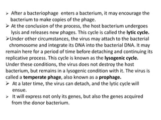  After a bacteriophage enters a bacterium, it may encourage the
bacterium to make copies of the phage.
 At the conclusion of the process, the host bacterium undergoes
lysis and releases new phages. This cycle is called the lytic cycle.
Under other circumstances, the virus may attach to the bacterial
chromosome and integrate its DNA into the bacterial DNA. It may
remain here for a period of time before detaching and continuing its
replicative process. This cycle is known as the lysogenic cycle.
Under these conditions, the virus does not destroy the host
bacterium, but remains in a lysogenic condition with it. The virus is
called a temperate phage, also known as a prophage.
 At a later time, the virus can detach, and the lytic cycle will
ensue.
 It will express not only its genes, but also the genes acquired
from the donor bacterium.
 
