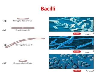 Bacteria cell structure | PPTX