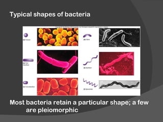 Bacteria cell structure and function | PPT
