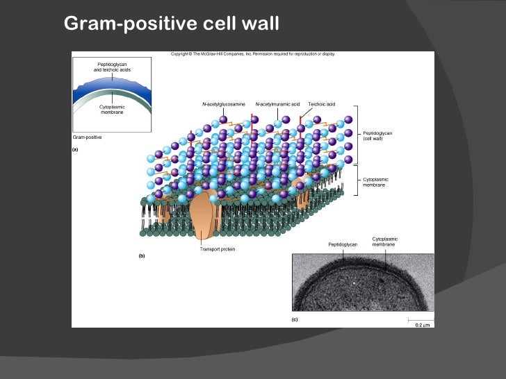 gram positive vs gram negative bacteria lps gram positive vs gram negative bacteria lps