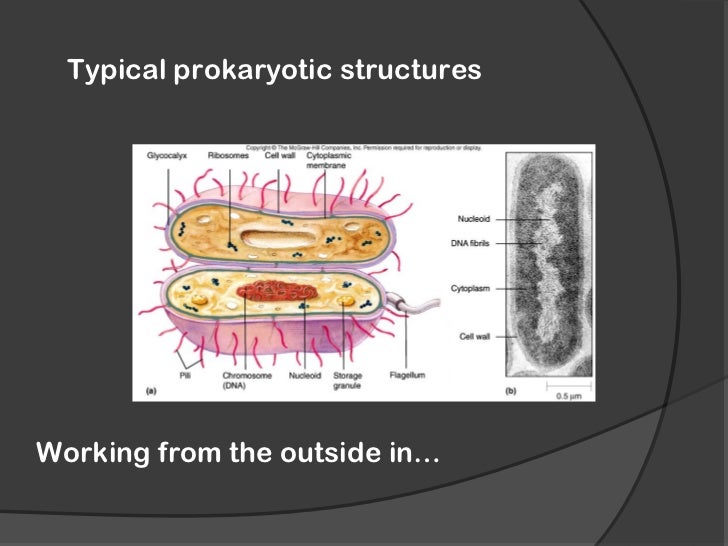 Bacteria cell structure and function (1)