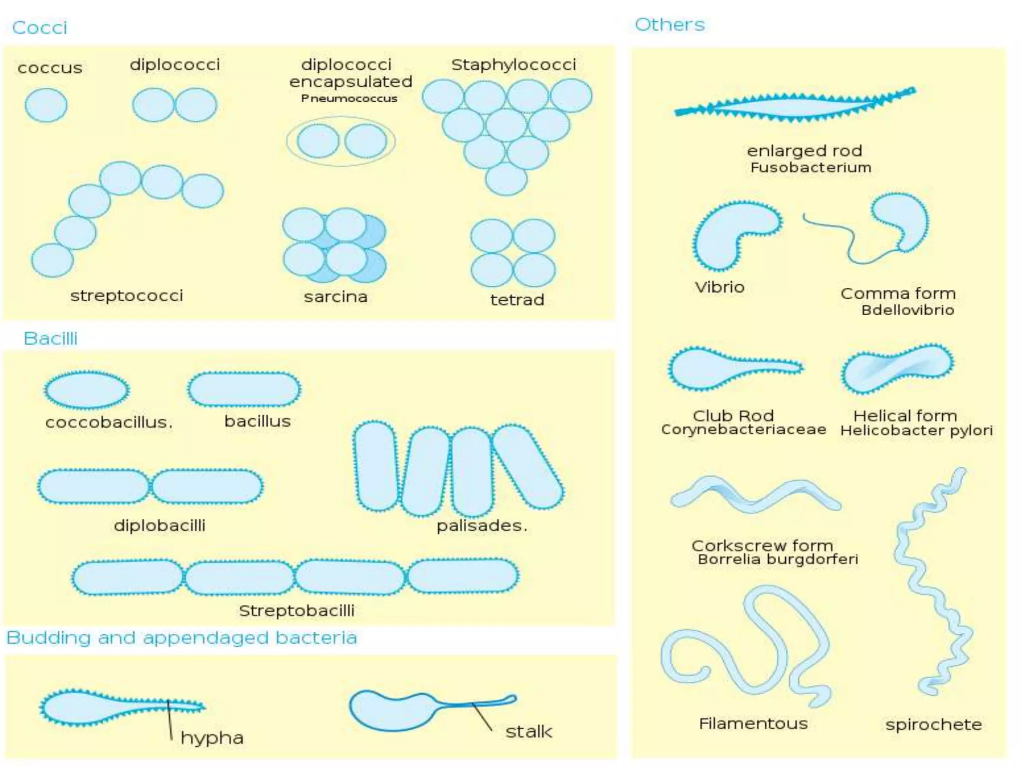 Bacteria classification | PPTX
