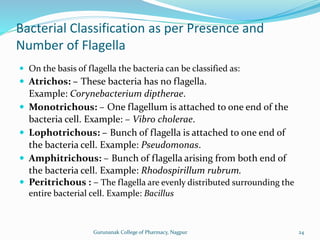  On the basis of flagella the bacteria can be classified as:
 Atrichos: – These bacteria has no flagella.
Example: Corynebacterium diptherae.
 Monotrichous: – One flagellum is attached to one end of the
bacteria cell. Example: – Vibro cholerae.
 Lophotrichous: – Bunch of flagella is attached to one end of
the bacteria cell. Example: Pseudomonas.
 Amphitrichous: – Bunch of flagella arising from both end of
the bacteria cell. Example: Rhodospirillum rubrum.
 Peritrichous : – The flagella are evenly distributed surrounding the
entire bacterial cell. Example: Bacillus
Bacterial Classification as per Presence and
Number of Flagella
24
Gurunanak College of Pharmacy, Nagpur
 