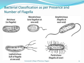 Bacterial Classification as per Presence and
Number of Flagella
25
Gurunanak College of Pharmacy, Nagpur
 