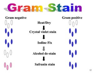 12
Gram negative Gram positive
Heat/Dry
Crystal violet stain
Iodine Fix
Safranin stain
Alcohol de-stain
 