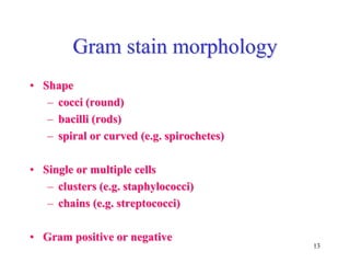 13
Gram stain morphology
• Shape
– cocci (round)
– bacilli (rods)
– spiral or curved (e.g. spirochetes)
• Single or multiple cells
– clusters (e.g. staphylococci)
– chains (e.g. streptococci)
• Gram positive or negative
 