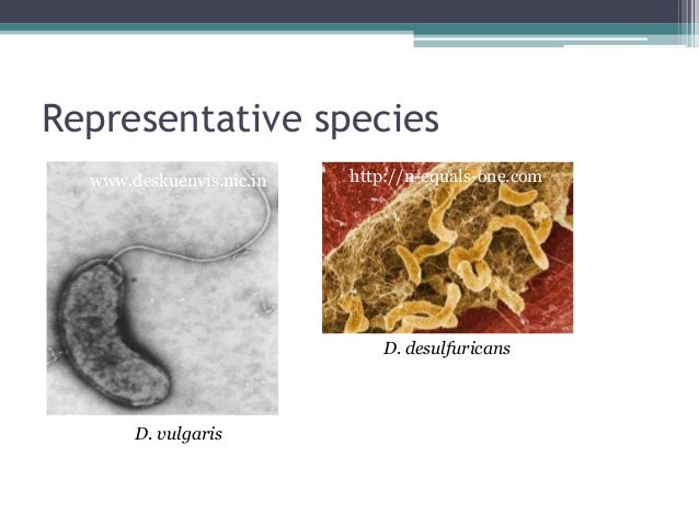 Bacteria diversity desulfovibrio