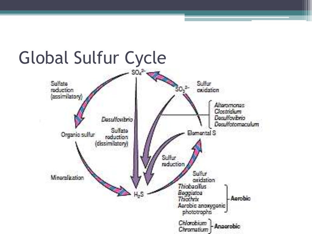 Bacteria diversity desulfovibrio