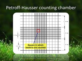 Petroff-Hausser counting chamber
 