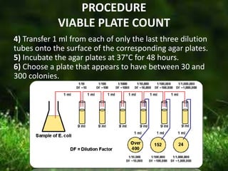 PROCEDURE
VIABLE PLATE COUNT
4) Transfer 1 ml from each of only the last three dilution
tubes onto the surface of the corresponding agar plates.
5) Incubate the agar plates at 37°C for 48 hours.
6) Choose a plate that appears to have between 30 and
300 colonies.
 