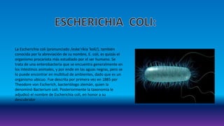 La Escherichia coli (pronunciado /eske'rikia 'koli/), también
conocida por la abreviación de su nombre, E. coli, es quizás el
organismo procariota más estudiado por el ser humano. Se
trata de una enterobacteria que se encuentra generalmente en
los intestinos animales, y por ende en las aguas negras, pero se
lo puede encontrar en multitud de ambientes, dado que es un
organismo ubicuo. Fue descrita por primera vez en 1885 por
Theodore von Escherich, bacteriólogo alemán, quien la
denominó Bacterium coli. Posteriormente la taxonomía le
adjudicó el nombre de Escherichia coli, en honor a su
descubridor
 