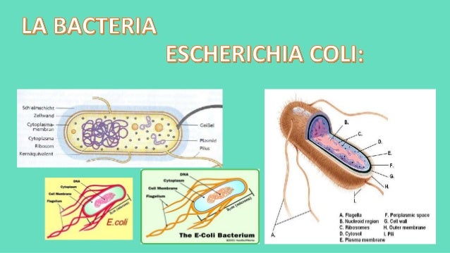 Bacteria Escherichia Coli