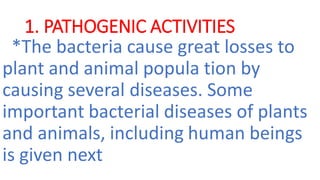 1. PATHOGENIC ACTIVITIES
*The bacteria cause great losses to
plant and animal popula tion by
causing several diseases. Some
important bacterial diseases of plants
and animals, including human beings
is given next
 