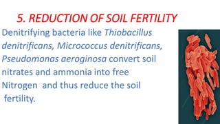 5. REDUCTION OF SOIL FERTILITY
Denitrifying bacteria like Thiobacillus
denitrificans, Micrococcus denitrificans,
Pseudomonas aeroginosa convert soil
nitrates and ammonia into free
Nitrogen and thus reduce the soil
fertility.
 