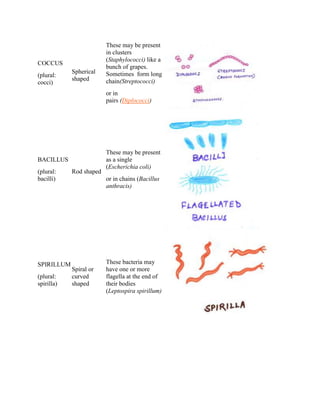 COCCUS
(plural:
cocci)
Spherical
shaped
These may be present
in clusters
(Staphylococci) like a
bunch of grapes.
Sometimes form long
chain(Streptococci)
or in
pairs (Diplococci)
BACILLUS
(plural:
bacilli)
Rod shaped
These may be present
as a single
(Escherichia coli)
or in chains (Bacillus
anthracis)
SPIRILLUM
(plural:
spirilla)
Spiral or
curved
shaped
These bacteria may
have one or more
flagella at the end of
their bodies
(Leptospira spirillum)
 