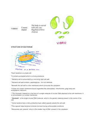 VIBRIO
Comma
shaped
The body is curved
with only one
flagellum (Vibrio
cholera)
STRUCTURE OF BACTERIUM
*Each bacteria is a simple cell.
*It contains protoplast which is a living substance.
* Bacteria cell is surrounded by a non-living rigid cell wall.
* Bacteria cell wall contains peptidoglycan . It is not cellulose.
*Beneath the cell wall is a thin membrane which surrounds the cytoplasm.
*It does not contain membrane bound organelles like chloroplasts, mitochondria, golgi body and
endoplasmic reticulum.
* The chromatin material is in the form of a single molecule of circular DNA attached to the cell membrane. It
is not enclosed in a nuclear membrane.
* Nucleoid is the single circular DNA molecule which is the genetic material present in the centre of the
cell.
* Some bacteria have a slimy protective layer called capsule outside the cell wall.
*This capsule helps bacteria to remain dormant during unfavourable conditions.
*Ribosomes and plasmid which is the smaller ring of DNA present in the cytoplasm.
 