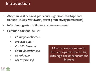Bacterial causes of small ruminant abortion: A systematic review and meta-analysis