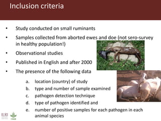 Bacterial causes of small ruminant abortion: A systematic review and meta-analysis