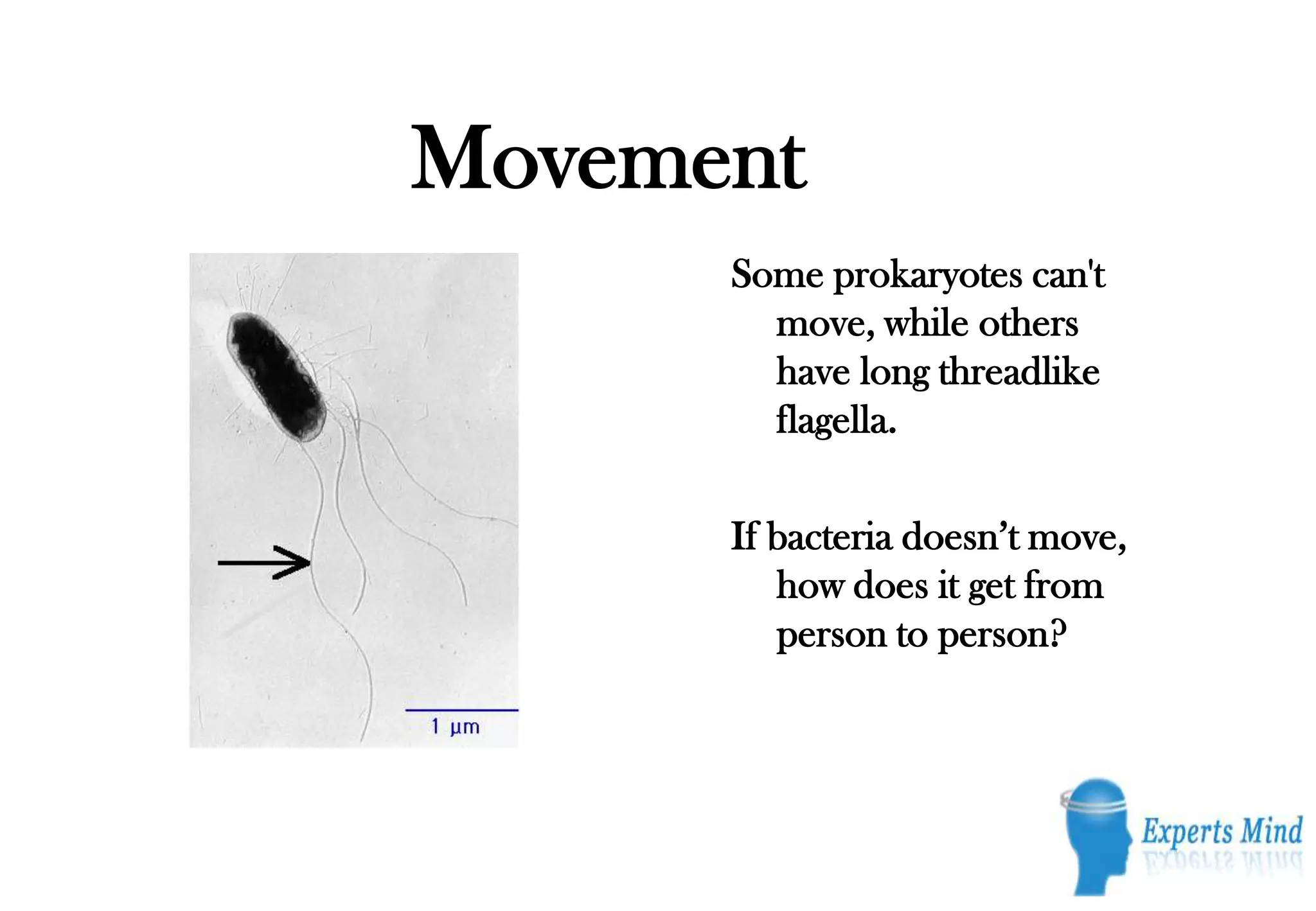 Movement
      Some prokaryotes can't
        move, while others
        have long threadlike
        flagella.

      If bacteria doesn’t move,
         how does it get from
         person to person?
 