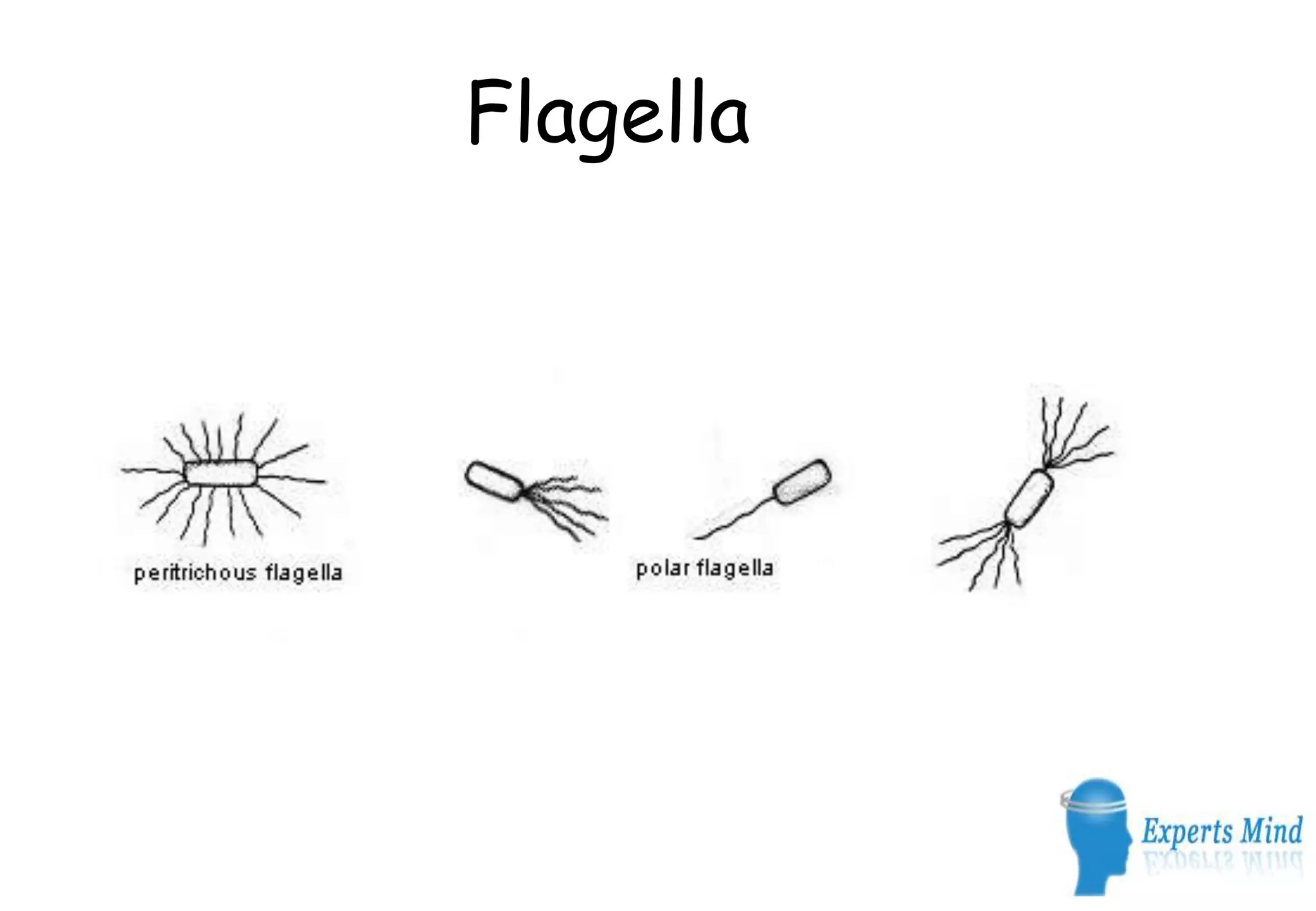 Flagella
 