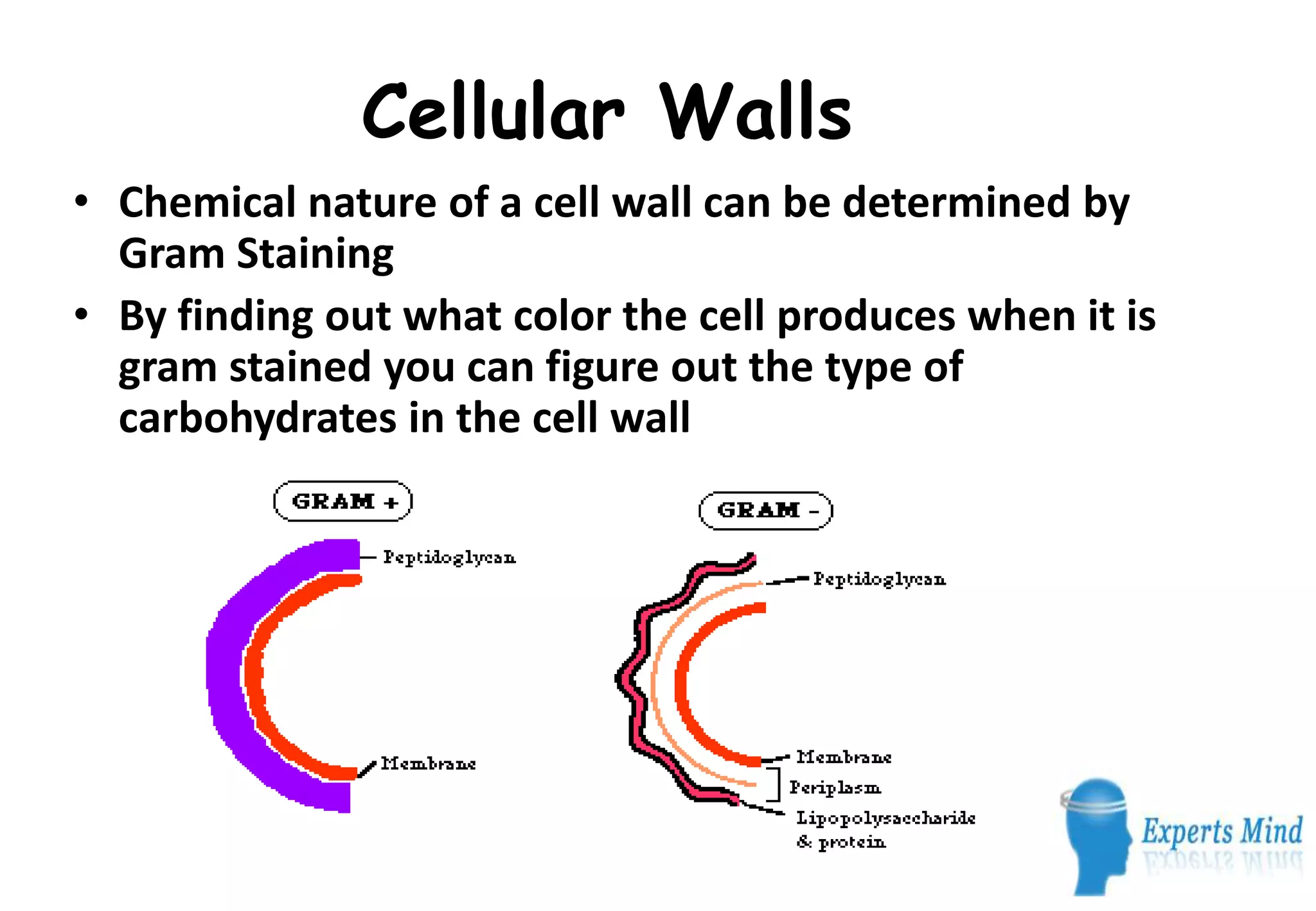 Cellular Walls
• Chemical nature of a cell wall can be determined by
  Gram Staining
• By finding out what color the cell produces when it is
  gram stained you can figure out the type of
  carbohydrates in the cell wall
 
