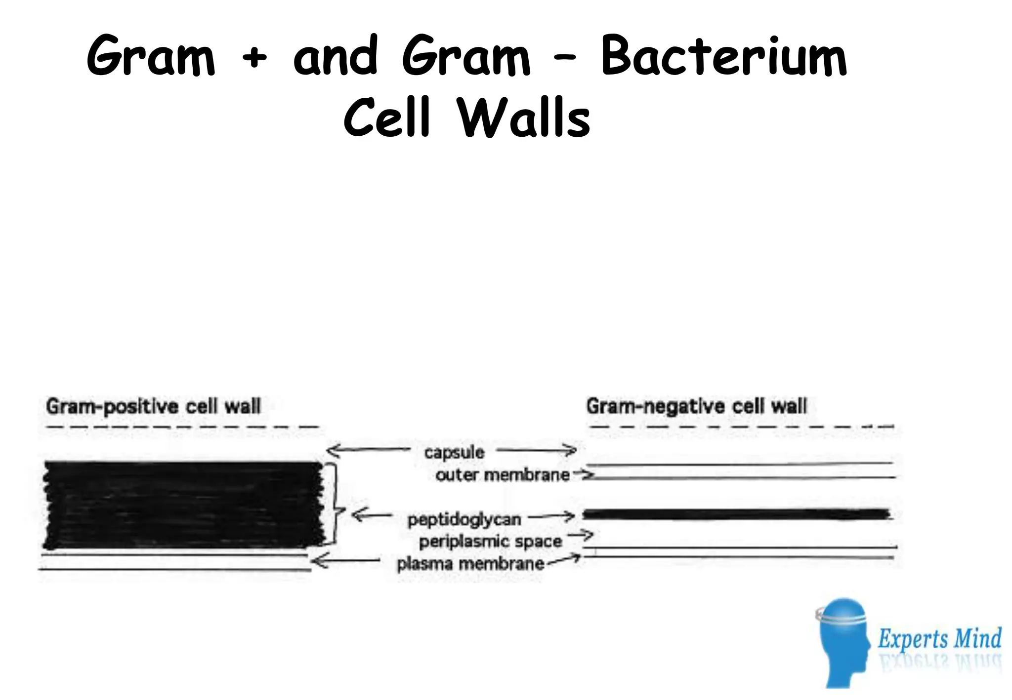 Gram + and Gram – Bacterium
         Cell Walls
 