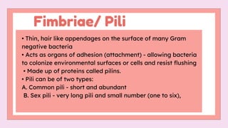 Bacterial-anatomy_20251206_134612_0000.pdf