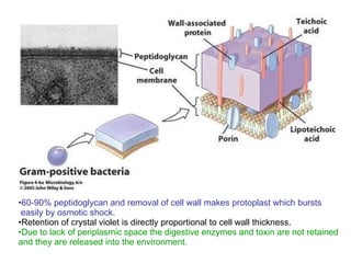 60-90% peptidoglycan and removal of cell wall makes protoplast which bursts easily by osmotic shock. Retention of crystal violet is directly proportional to cell wall thickness. Due to lack of periplasmic space the digestive enzymes and toxin are not retained and they are released into the environment. 