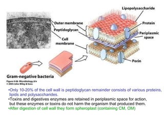 Only 10-20% of the cell wall is peptidoglycan remainder consists of various proteins,  lipids and polysaccharides. Toxins and digestives enzymes are retained in periplasmic space for action,  but these enzymes or toxins do not harm the organism that produced them. After digestion of cell wall they form spheroplast (containing CM, OM) 