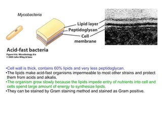 Cell wall is thick, contains 60% lipids and very less peptidoglycan. The lipids make acid-fast organisms impermeable to most other strains and protect  them from acids and alkalis. The organism grow slowly because the lipids impede entry of nutrients into cell and  cells spend large amount of energy to synthesize lipids. They can be stained by Gram staining method and stained as Gram positive. Mycobacteria 