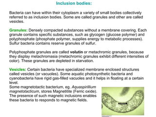 Bacterial Cell | PPT