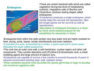 There are certain bacterial cells which are called vegetative having low level of metabolizing nutrients. Vegetative cells of  Bacillus  and  Clostridium , produce resting stages called endospores. A bacterium produces a single endospore, which merely helps the survival not reproduction. (But the fungal spores are for survival as well as reproduction). Sporulation or endospore formation is a mean by which some bacteria prepare for the possibilities for adversities in future. Endospores form within the cells contain very less water and are highly resistant to heat, drying, acids, bases, certain disinfectants and even radiation.  It consists of a core, surrounded by a cortex, a spore coat and in some cases delicately thin layer called exosporium. The core has an outer core wall, a cell membrane, nuclear region and other cell components. They contain dipicolinic acid ( Pyridine-2,6-dicarboxylic acid, a metal chelating agent)  and large amount of calcium ions. Endospores are capable of survive a few months to several thousands of years in adverse environment exerting heat, cold, radiation stress. When conditions become more favorable the spores germinate or begin to develop into functional vegetative cells. Endospore: 