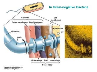 In Gram-negative Bacteria 