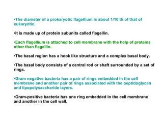 The diameter of a prokaryotic flagellium is about 1/10 th of that of eukaryotic. It is made up of protein subunits called flagellin. Each flagellium is attached to cell membrane with the help of proteins other than flagellin. The basal region has a hook like structure and a complex basal body. The basal body consists of a central rod or shaft surrounded by a set of rings. Gram negative bacteria has a pair of rings embedded in the cell membrane and another pair of rings associated with the peptidoglycan and lipopolysaccharide layers. Gram-positive bacteria has one ring embedded in the cell membrane and another in the cell wall. 