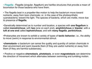 •  Flagella  -  Flagella (singular, flagellum) are hairlike structures that provide a mean of locomotion for those bacteria who have them.  •  The flagella beat in a propeller-like motion to help the bacterium move toward nutrients; away from toxic chemicals; or, in the case of the photosynthetic cyanobacteria; toward the light. The species of bacteria, which are motile, move due to presence of  flagella. Genetically determined as to number and location, a species with  one flagellum  is called  monotrichous ; with  two  (one on each end),  amphitrichous  or  bipolar ; with a  tuft at one end  called  lophotrichous ; and with  many flagella ,  peritrichous . Prokaryotes are known to exhibit a variety of types of  tactic behavior , i.e., the ability to move (swim) in response to environmental stimuli. chemotaxis-  a bacterium can sense the quality and quantity of certain chemicals in their environment and swim towards them (if they are useful nutrients) or away from them (if they are harmful substances). Positive or negative  chemotaxis ,  phototaxis , or even  magnetotaxis  can determine the direction of movement which alternates between swimming and tumbling motion. 