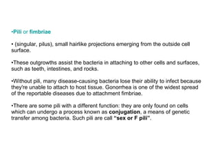 Pili  or  fimbriae   (singular, pilus), small hairlike projections emerging from the outside cell surface. These outgrowths assist the bacteria in attaching to other cells and surfaces, such as teeth, intestines, and rocks.  Without pili, many disease-causing bacteria lose their ability to infect because they're unable to attach to host tissue. Gonorrhea is one of the widest spread of the reportable diseases due to attachment fimbriae. There are some pili with a different function: they are only found on cells which can undergo a process known as  conjugation , a means of genetic transfer among bacteria. Such pili are call  “sex or F pili” . 