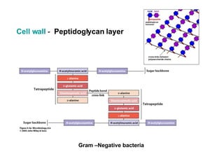 Cell wall  -  Peptidoglycan layer Gram –Negative bacteria 