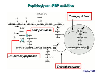 H ö ltje 1998 Peptidoglycan: PBP activities endopeptidase DD-carboxypeptidase D-Ala 