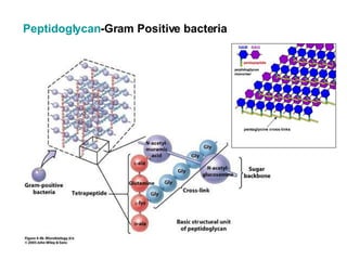 Peptidoglycan -Gram Positive bacteria 