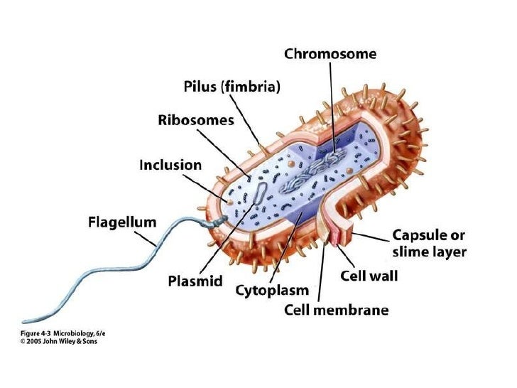 Bacterial Cell three parts of a cell diagram 