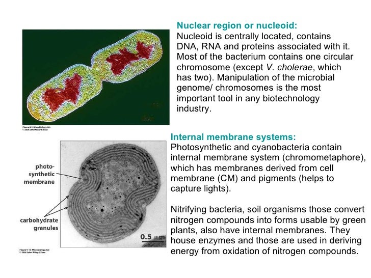 bacterial cell nitrifying bacteria convert to