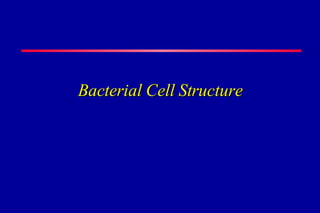 Bacterial Cell Structure 