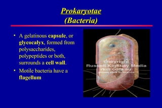 Prokaryotae (Bacteria) A gelatinous capsule , or glycocalyx , formed from polysaccharides, polypeptides or both, surrounds a cell wall . Motile bacteria have a flagellum